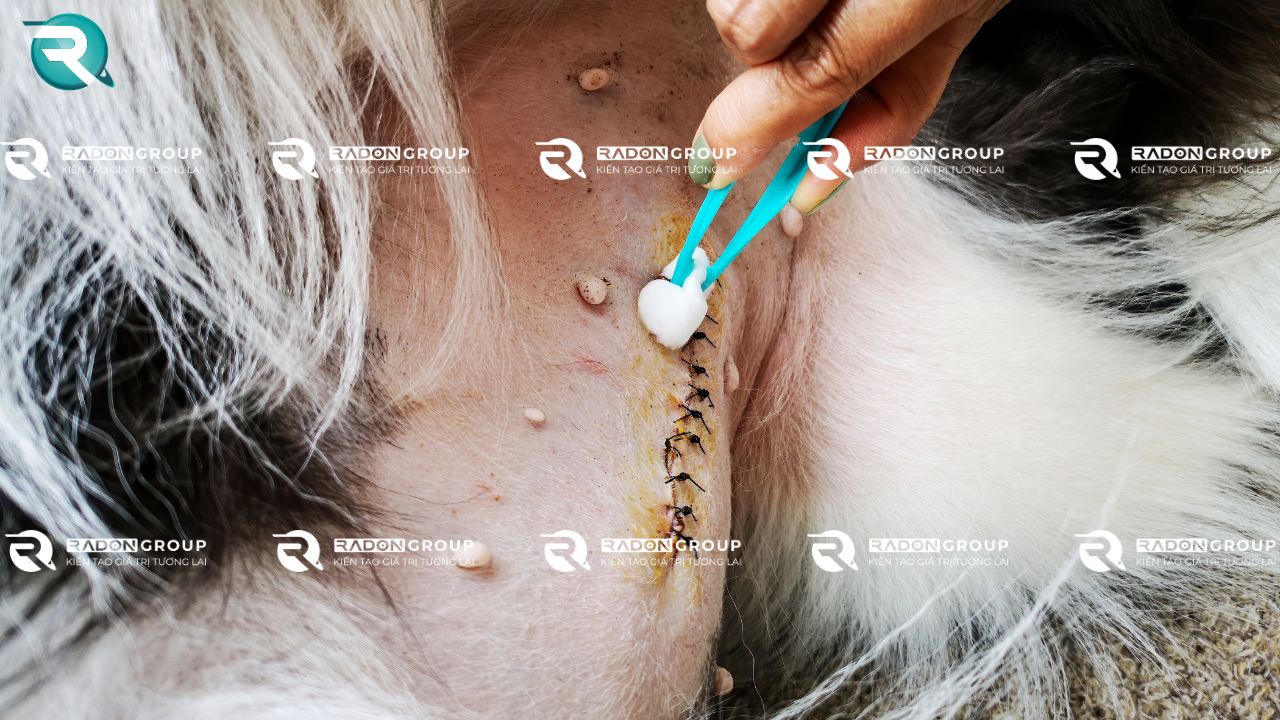 Chỉ khâu trong thú y